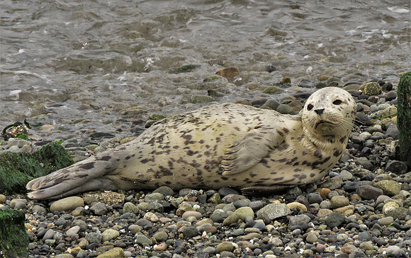 10-17-20 Seal pup  2590 bb