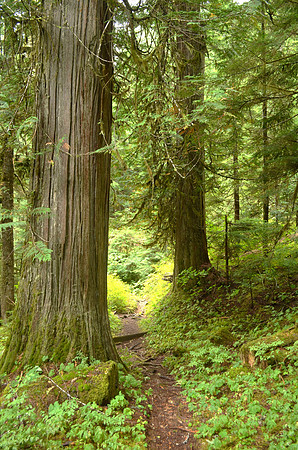 Old Growth 01c7