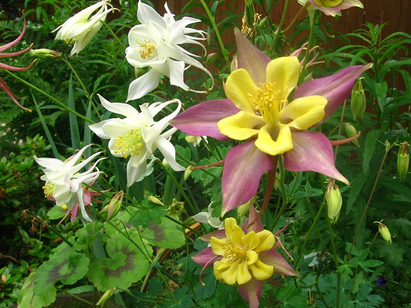 columbine
