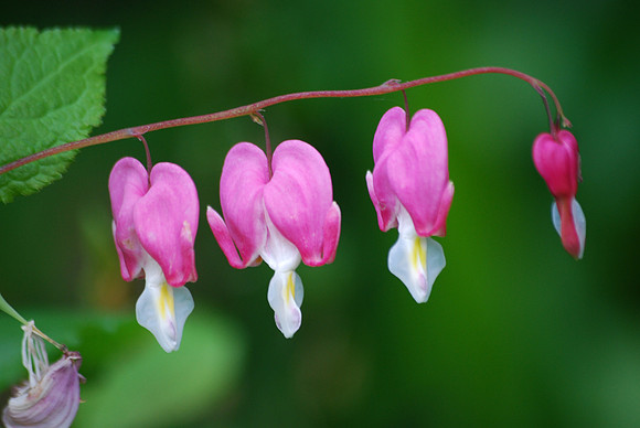 Bleeding Hearts