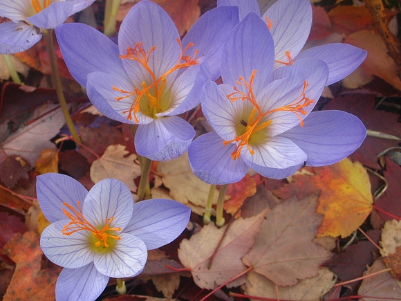 crocus