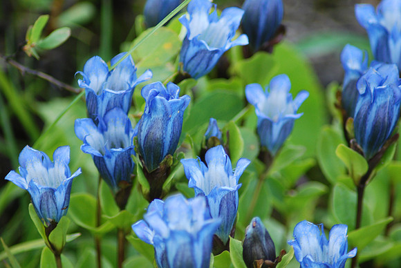 bog gentian
