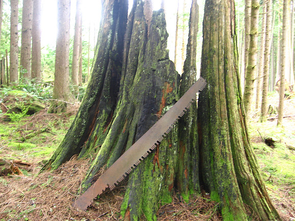 Cross cut saw