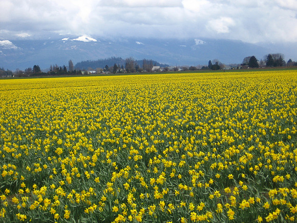 Daffodiles
