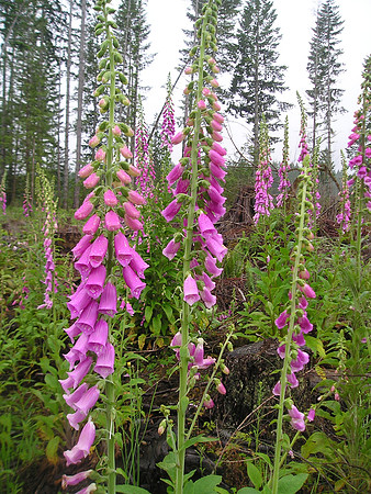 Foxglove
