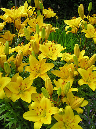 Lot's of lilies