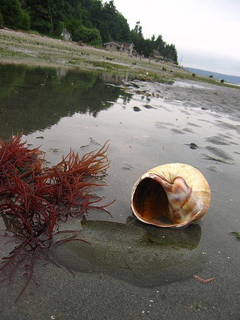 Moon snail