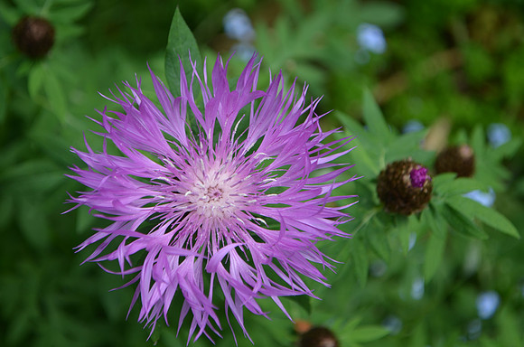 Ice Plant