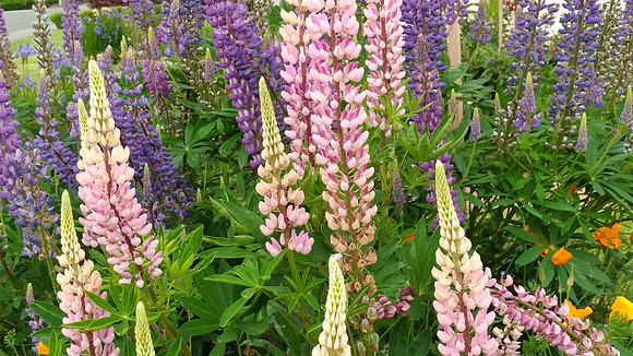 Hybrid Lupine