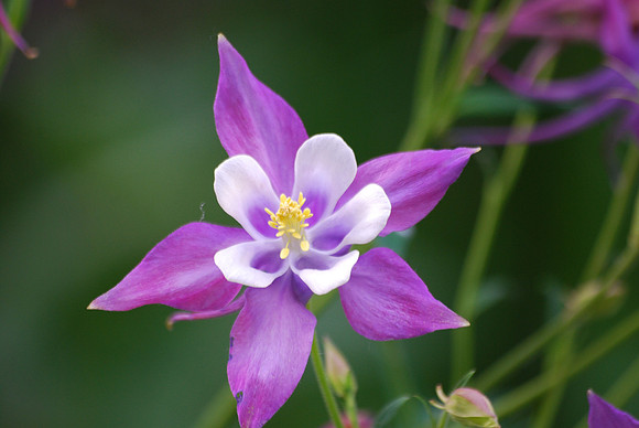 Purple Columbine