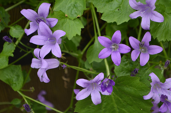 Purple Delight