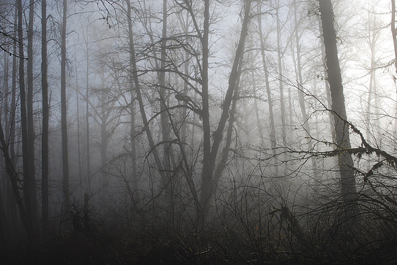 TREES IN FOG