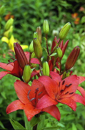 Lilies