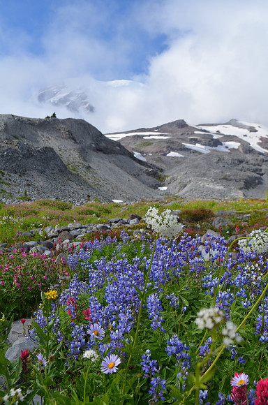 Paradise Flower Fields