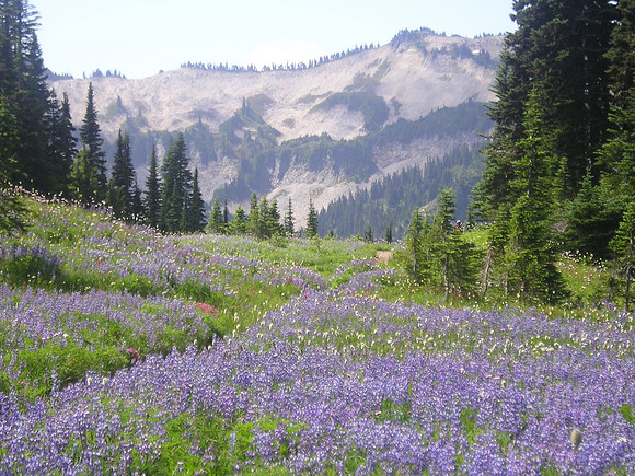 Lower Mazama and lupine