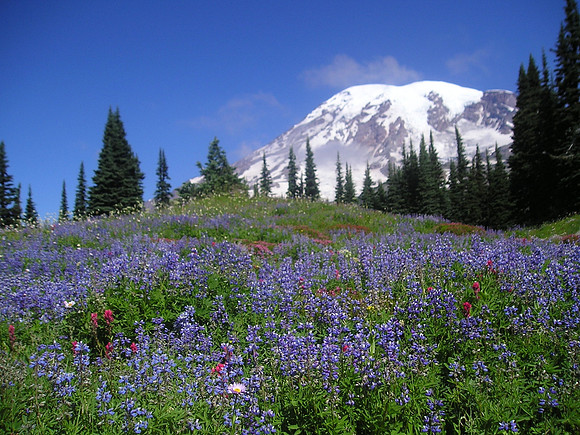 Mazama lupine and Mt