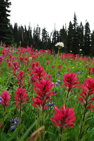 Magenta Paintbrush - Paradise