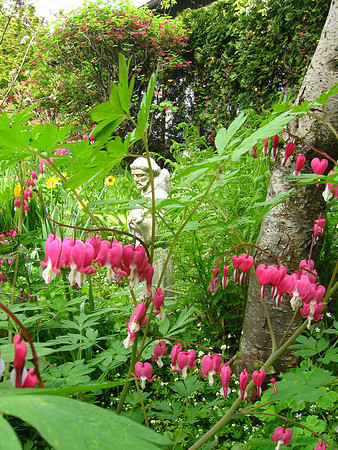 Bleeding Heart