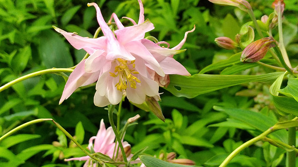 Columbine