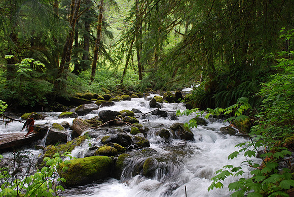 Greider Creek 12