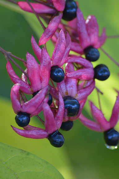 Bower Tree