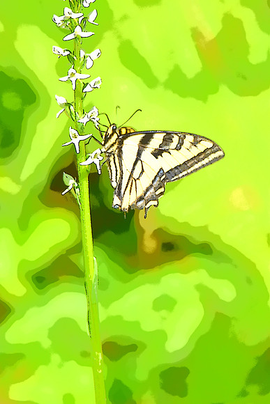 Bog orchid & swallowtail