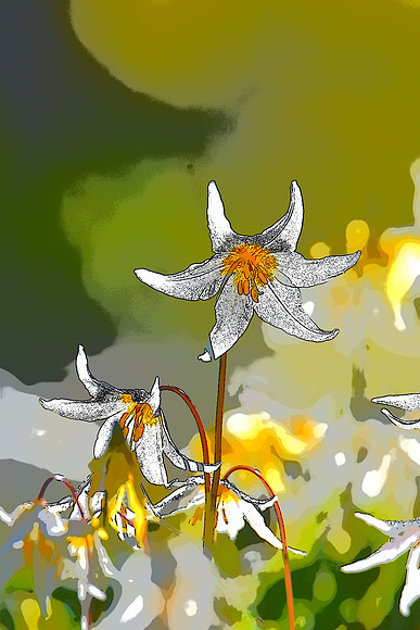 Avalanche Lilies