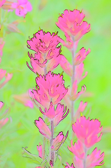 Magenta Paintbrush