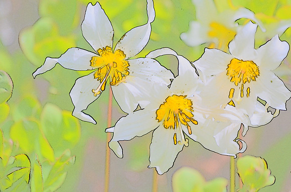 Avalanche Lily sketch  111