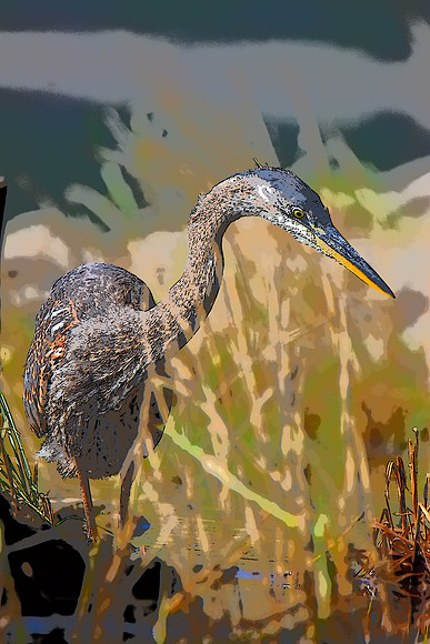 Great Blue Heron Sketch