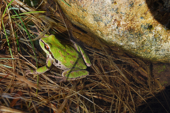 treefrog 019