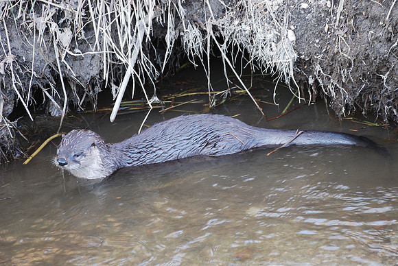 River Otter