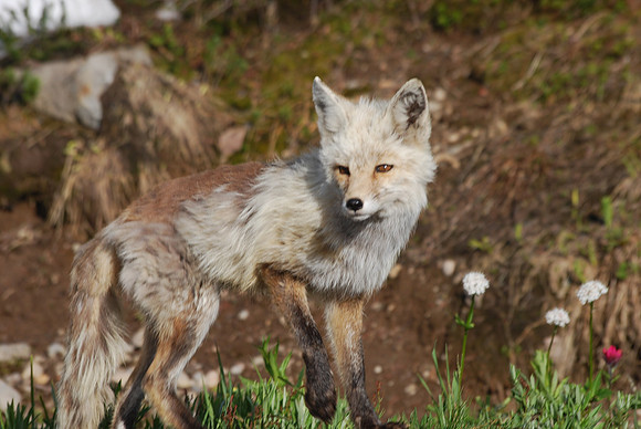 Fox August 2011 084