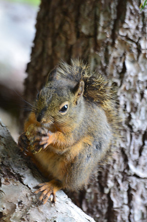 Douglas Squirrel  266