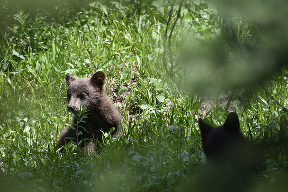 Black Bear Cub 2