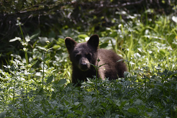 Black Bear Cub 9