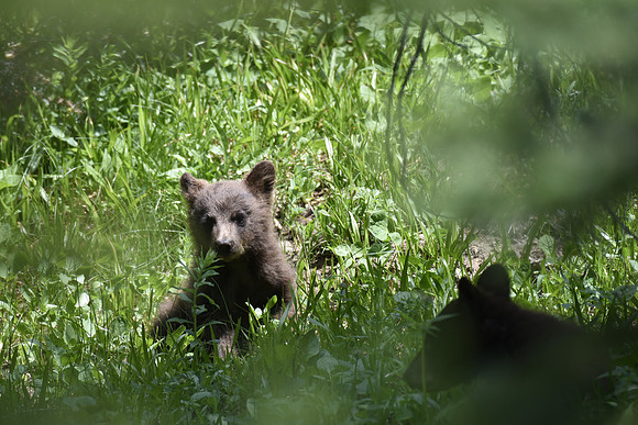 Black Bear Cub 6