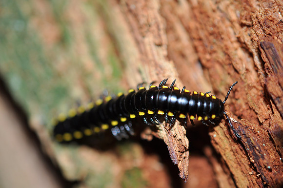 Centipede 8
