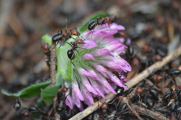Thatching Ants