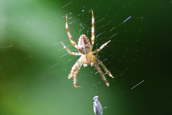 garden spider with catch