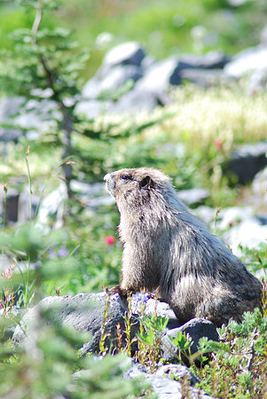 marmot 6