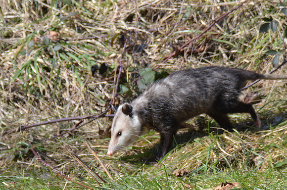 Opossum 031