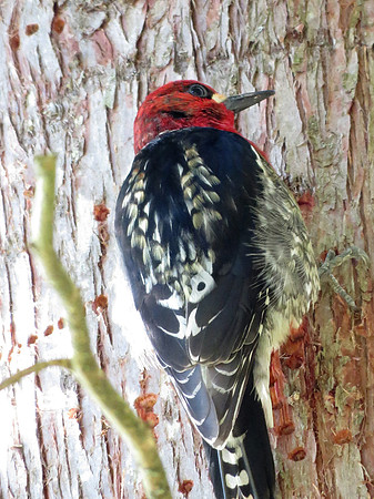 Red-breasted Sapsucker 3