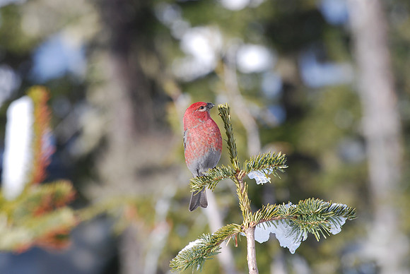 Pine grosbeak 13
