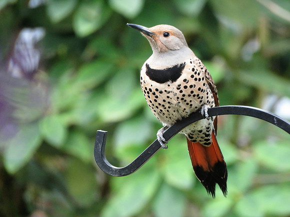 N. Flicker 18
