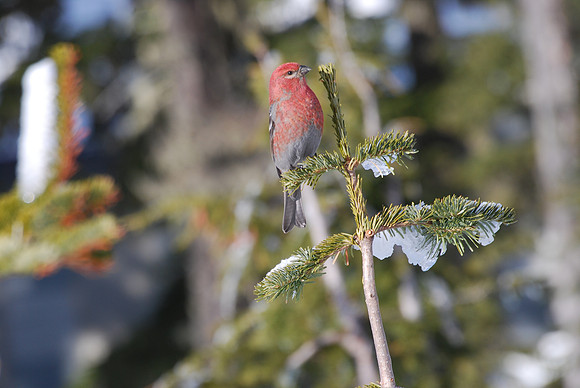 Pine grosbeak 15