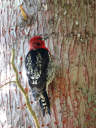 Red-breasted Sapsucker