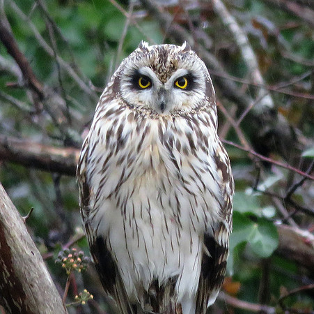 Short-eared Owl 413 m