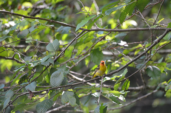 Western Tanager