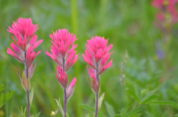 Magenta Paintbrush